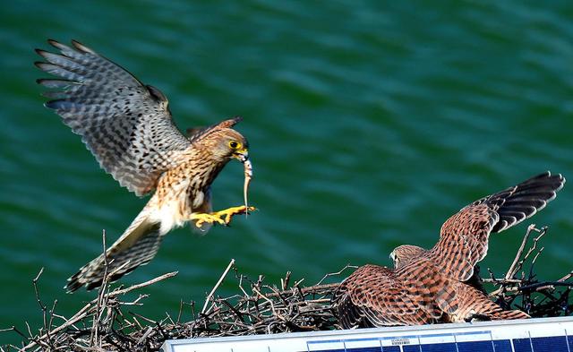 它说吉他前奏,她说钢琴伴奏和弦