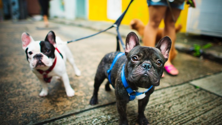 怎么正确给狗狗戴项圈,怎么纠正狗狗不爱回家