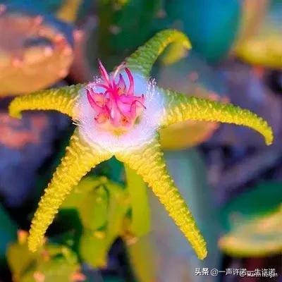 从未见到的怪花,从没见过的奇花