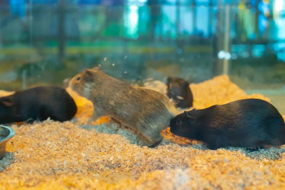 海花岛海洋乐园萌宠表演场,海花岛海洋乐园萌宠剧场