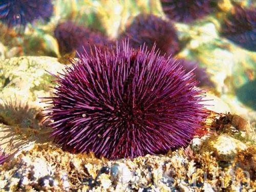 张韶涵推荐去角质视频,张韶涵出绝招