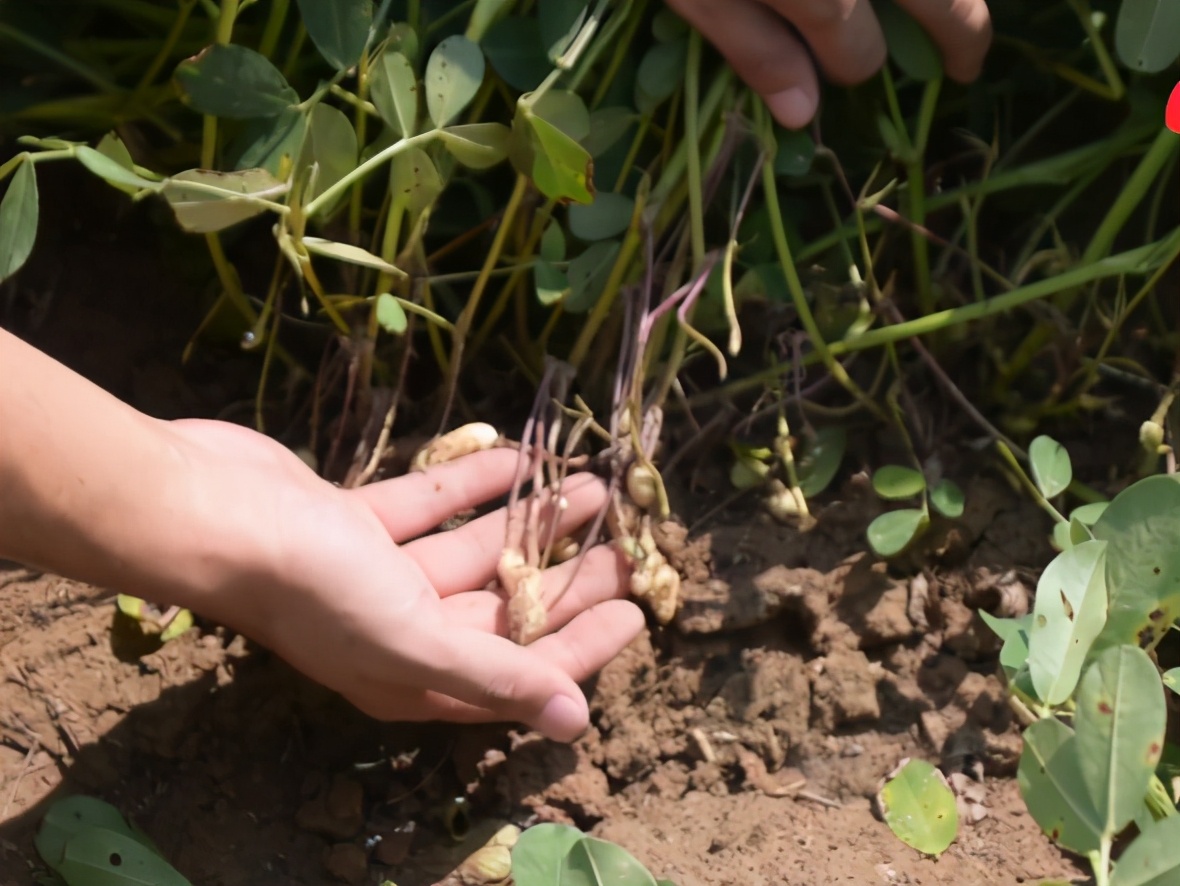 花生大面积白绢病,应该如何防治?农户快来看看吧