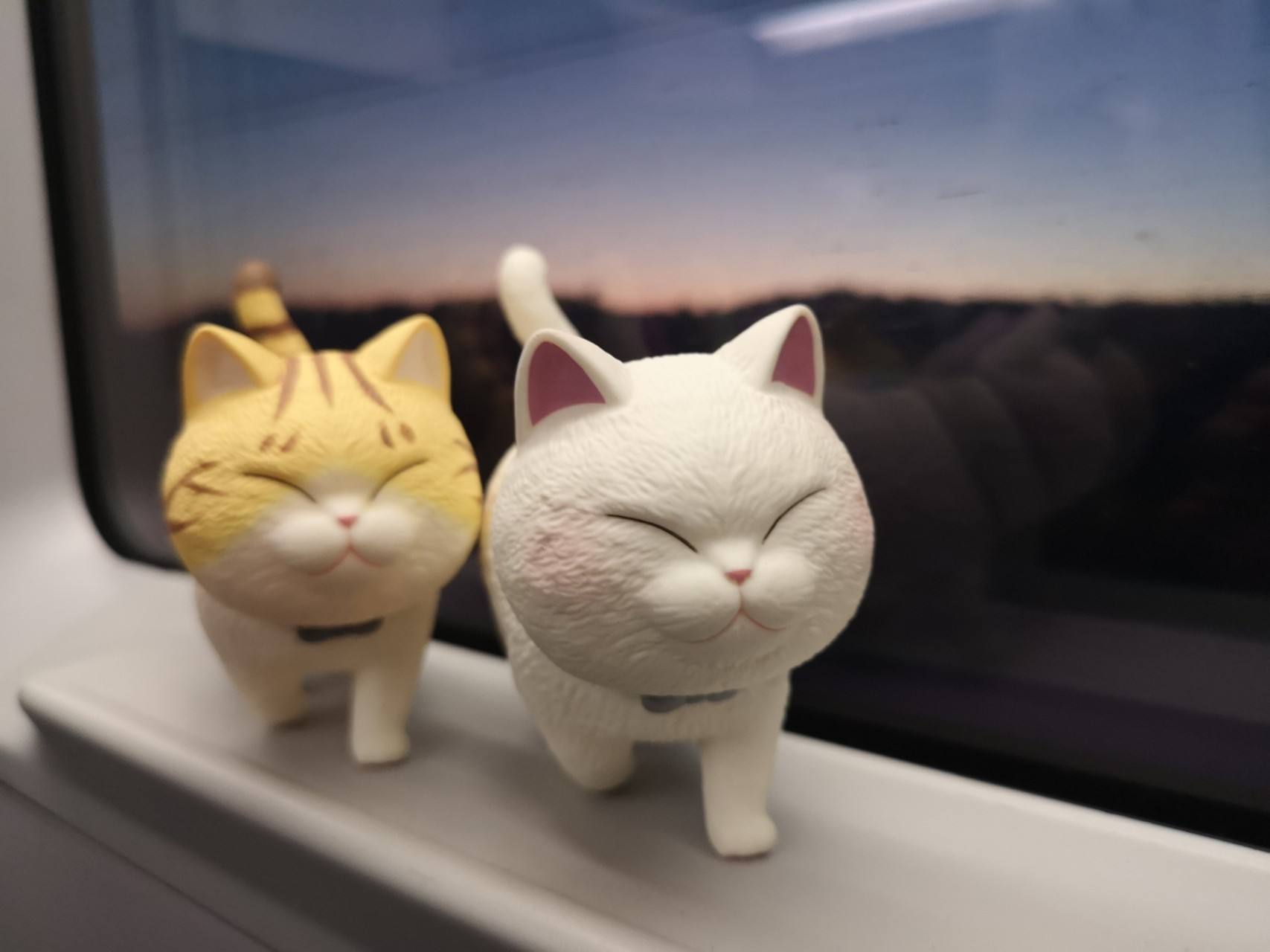 猫咪是公的好看吗,猫咪是公的