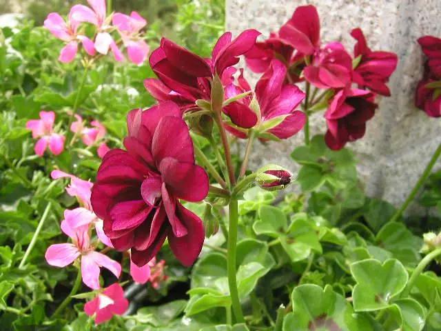 驱蚊最好养的十种花,不怕冷适合家里养的32种花