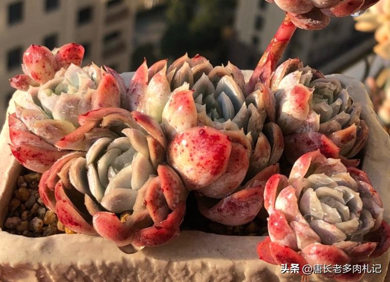 多肉冰梅适合阳台养吗,多肉冰露夏天怎么养