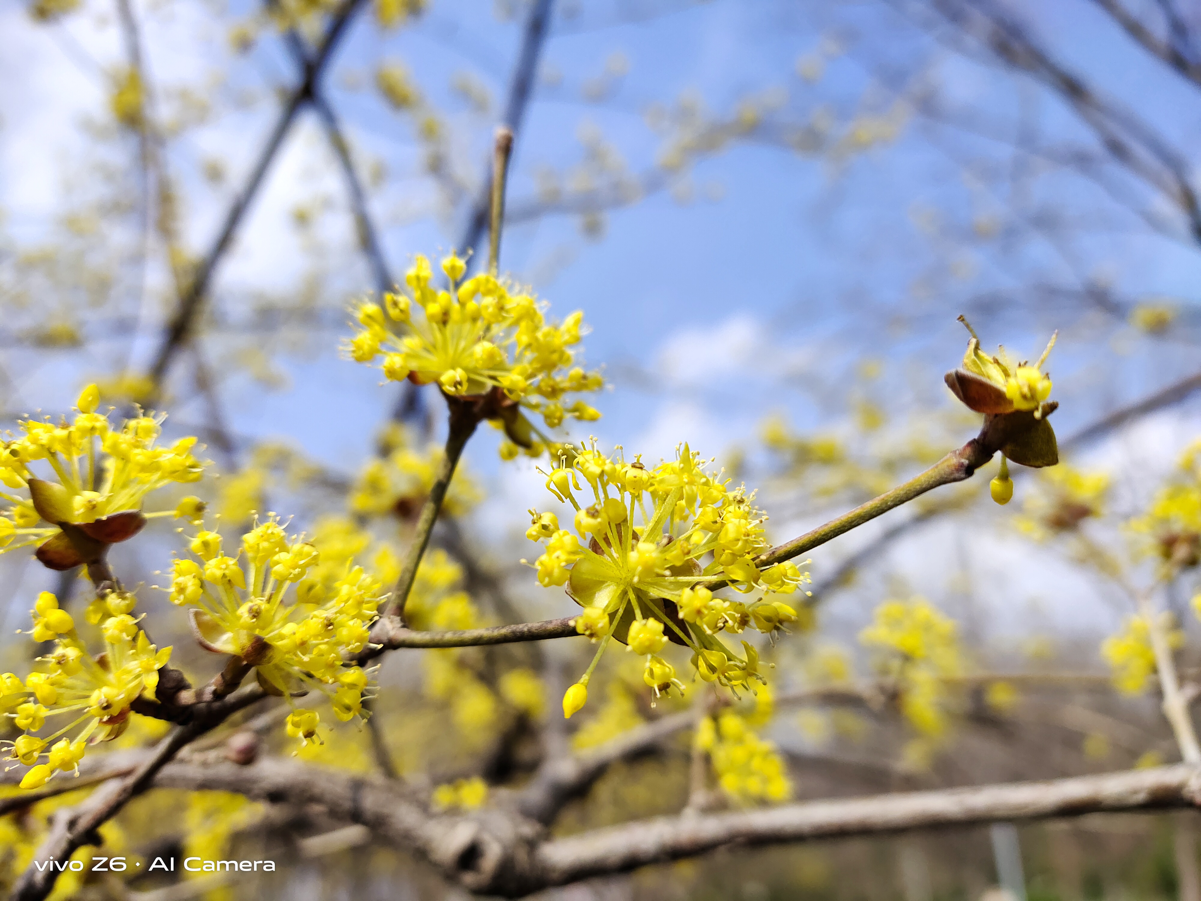 最好用的5g手机vivoz6,十大性价比最高的手机vivoz6