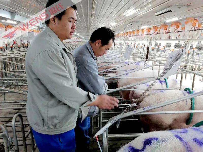 温氏勤干善干实干,温氏人的工作经验