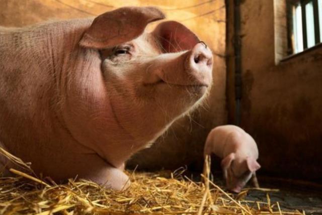 母猪泌乳阶段注意事项,泌乳期母猪的营养需求及控制方法