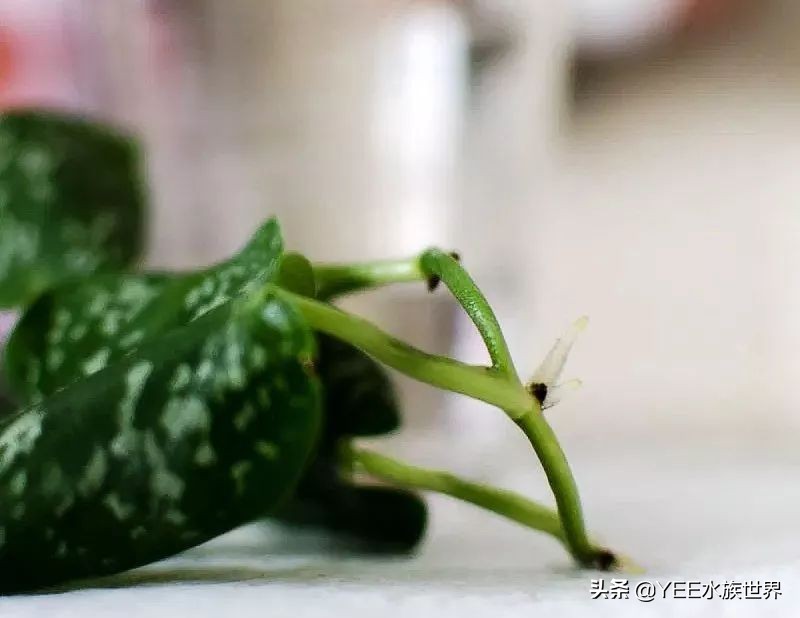 盆栽绿萝如何转水,绿萝如何转水