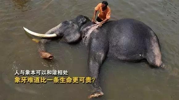 猛犸牙时间久了纹路没了 (猛犸牙时间久了会怎样)