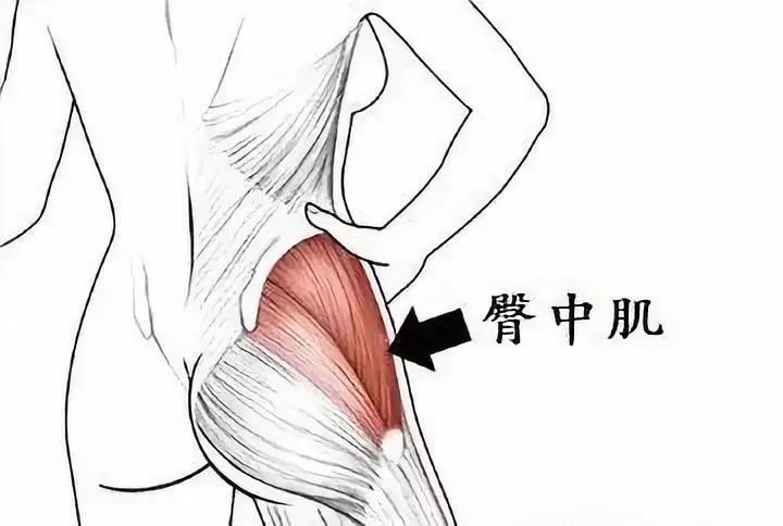 臀部不饱满，走路屁股摇来摇去？这块肌肉你一定要加强