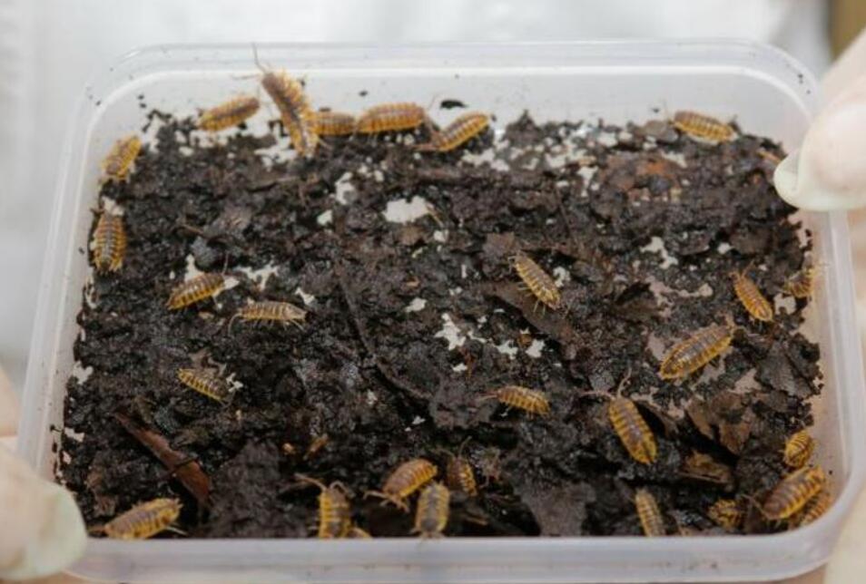 大连海关截获日本鼠妇活体,海关截获18厘米长活体