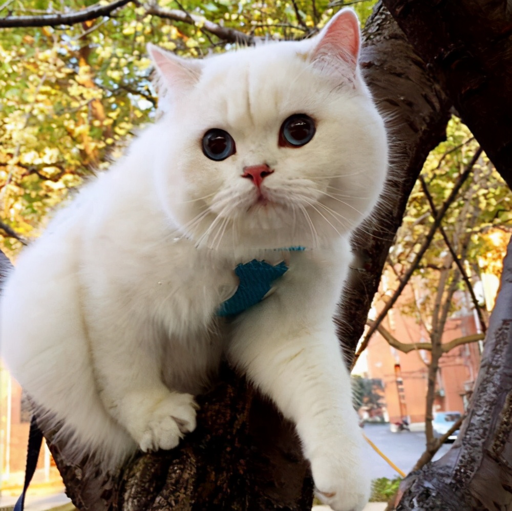 英短猫哪种花色不推荐,英短蓝白猫咪尴尬期前后对比