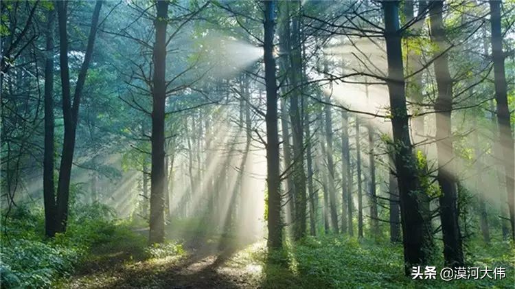 森林草原自驾游,森林亲子旅游攻略图片大全