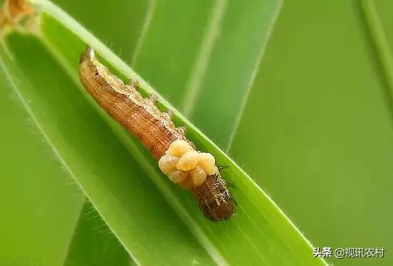 益虫用什么方法可以治,几种常见的农业益虫