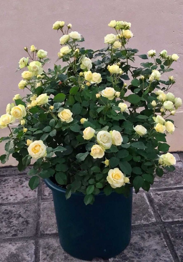 人养花花养人养花养出好心情,适合家养的盆栽花卉大全