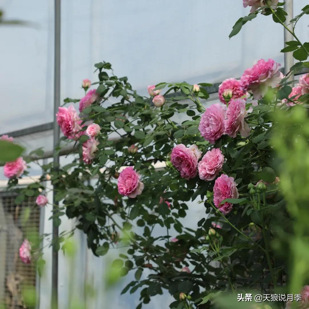 不容易，天狼自育终于打折了！空蒙只要50不到！