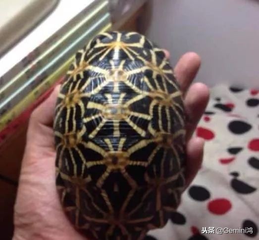 文玩小乌龟,文玩乌龟代表什么