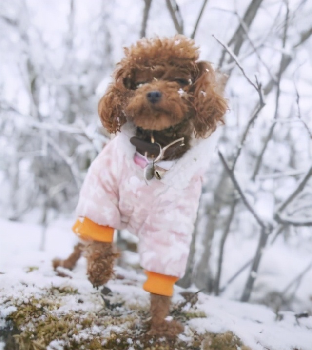 狗狗不容易生病排行榜,狗狗最萌十大排名视频