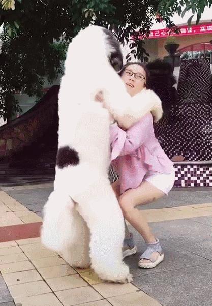 巨型贵宾犬好养吗,巨型贵宾犬多少钱一只灰色的卷毛