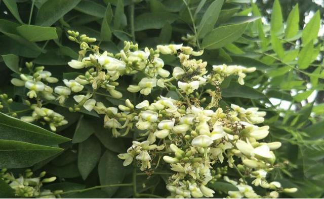 国槐文化寓意,国槐象征的文化