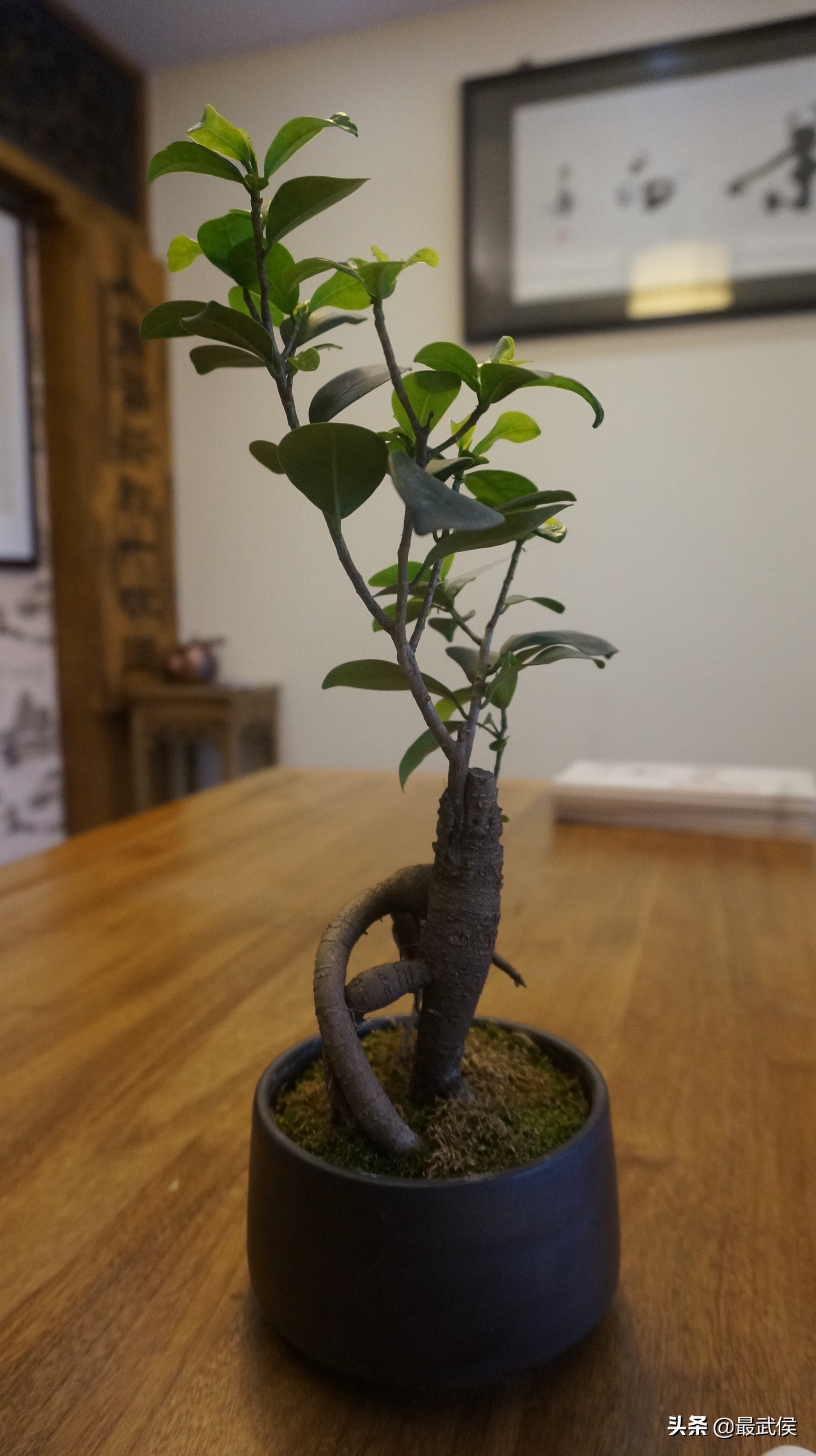 波兰留学生何佳仪：因为盖碗茶恋上成都