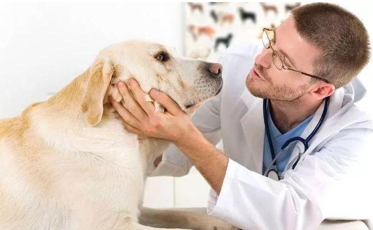 狗狗不吃东西口臭怎么回事,泰迪狗狗口臭用什么最见效