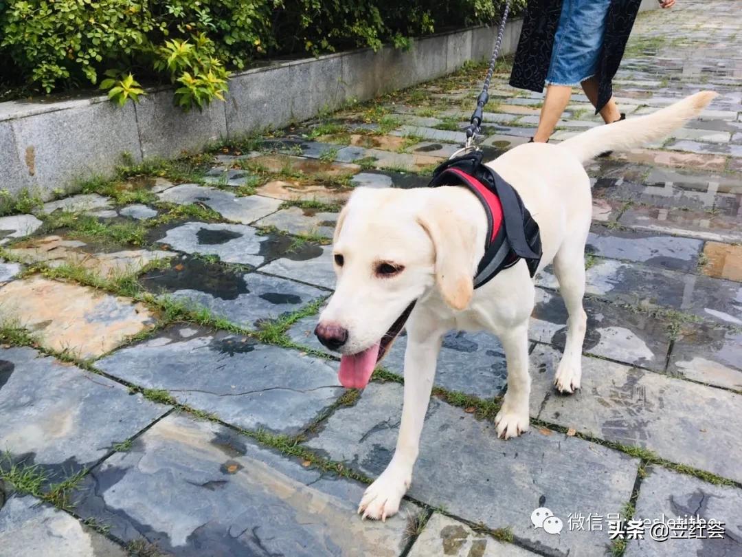 狗狗（Gege）在说——作者：朱立红（第三首诗歌）|苙荭荟诗