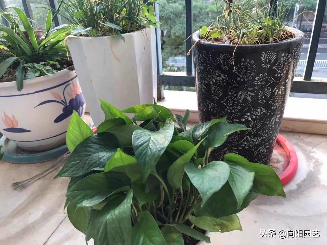 怎么把绿萝养得又粗又壮不长黄叶,绿萝用什么盆养才能长得旺盛