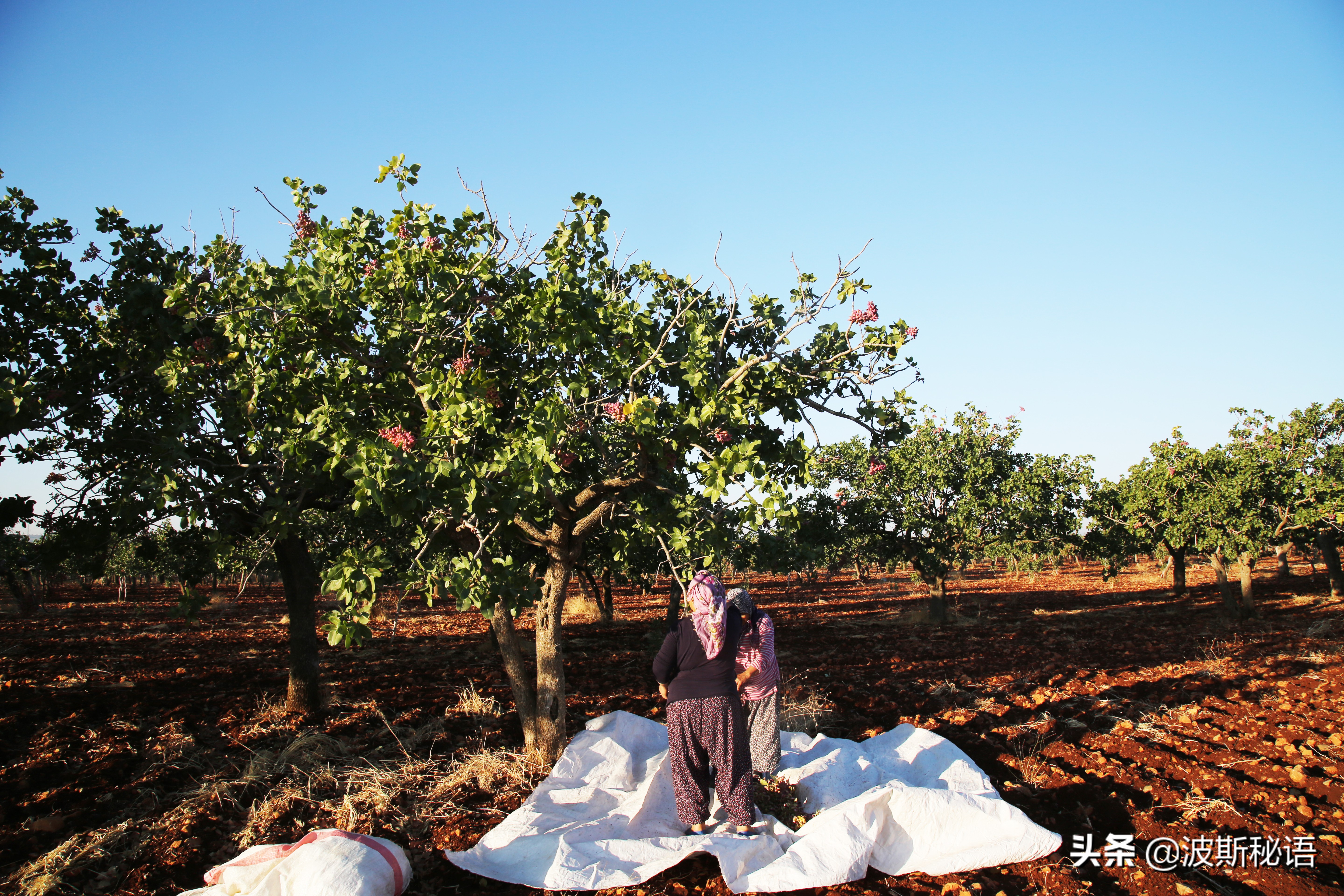 伊朗开心果质量怎么样,伊朗开心果
