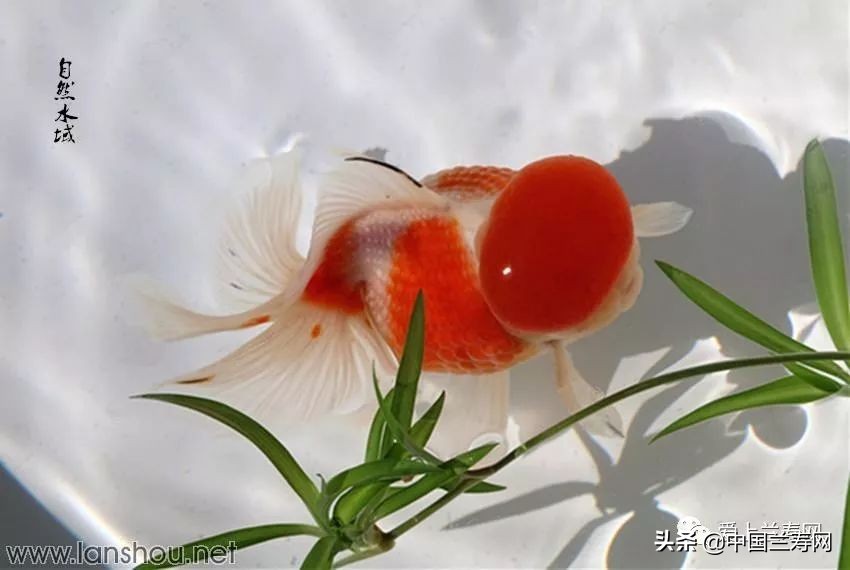 国宝级皇冠珍珠金鱼视频,皇冠珍珠金鱼视频