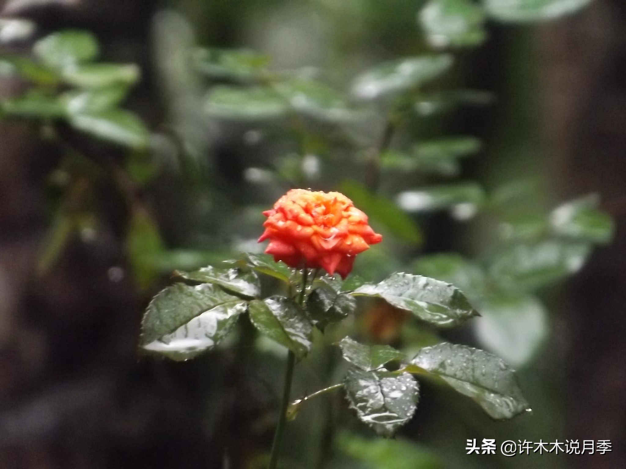 月季的养护方法和管理,月季的养护方法及注意事项