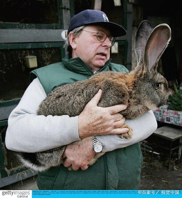 关于兔子为什么不喝水知识,兔子能否喝水科普