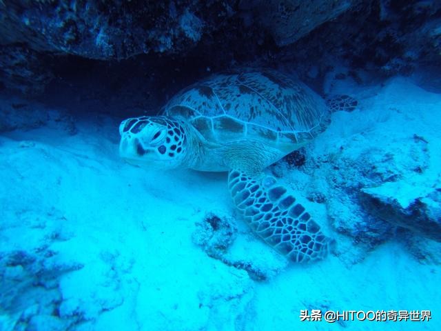 芽庄海滨图片,越南芽庄十大景点地图