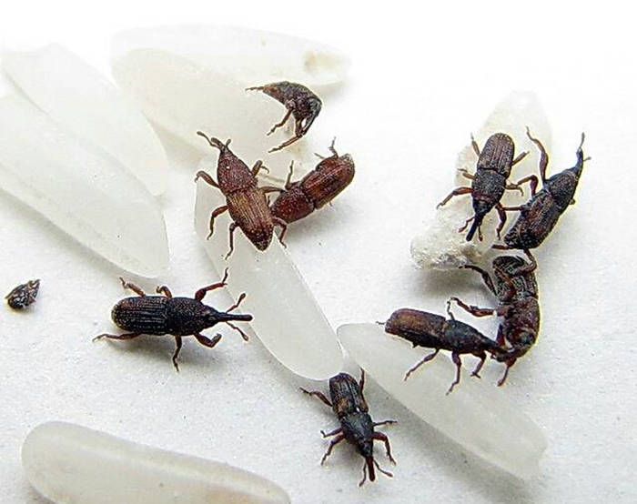 米里面的虫子除了米象还有什么,米象是什么虫