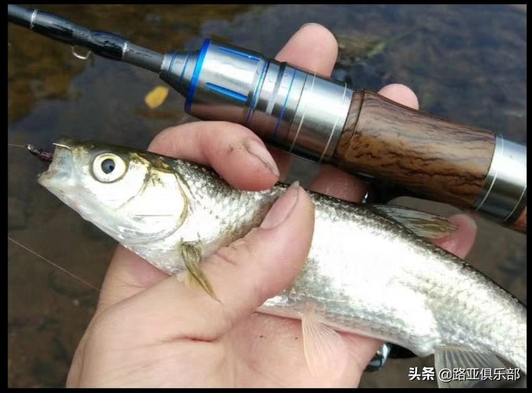 瓜子亮片加飞蝇如何钓白条,路亚瓜子亮片实战操作