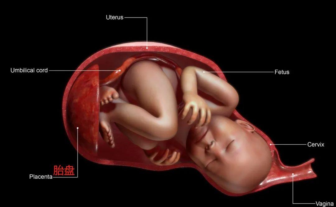 胎盘是骗局么,胎盘骗局