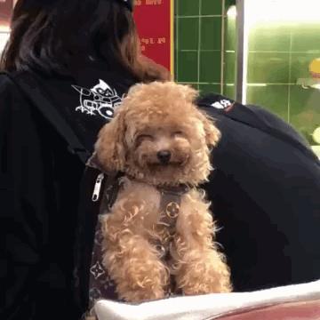 泰迪吃了葡萄然后吐了没事吗,泰迪吃了七八个葡萄一点事没有