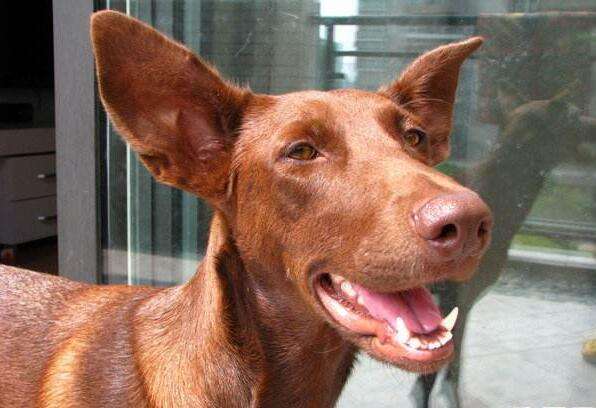 养了一只哮天犬,哮天犬是一条好狗吗