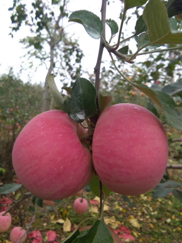 洛川苹果现状如何,洛川苹果农药