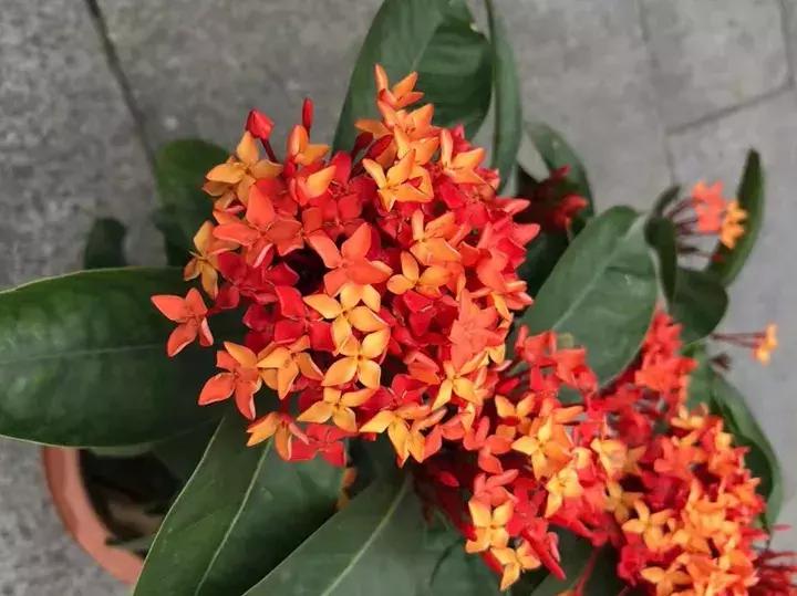 五月份被公认阳台最好养的10种花,喜阴耐旱适合室内养的50种花