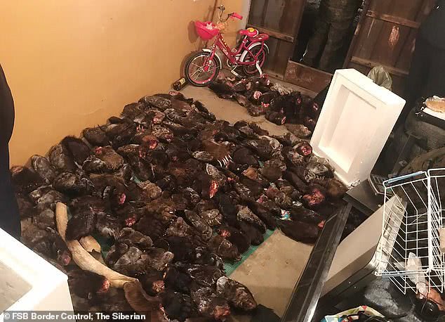 俄罗斯海关查获熊掌 (俄罗斯查获熊掌)