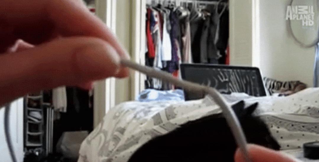 猫为什么总凶别人,猫为什么凶新来家的小猫