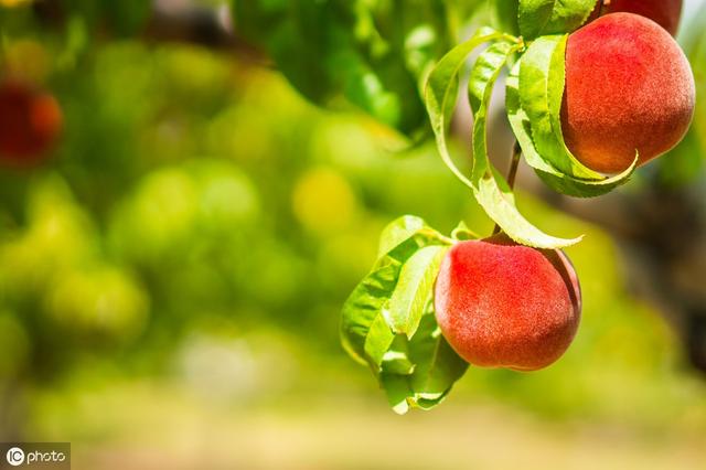 桃树流胶严重导致树死,桃树树干流胶病的治疗方法