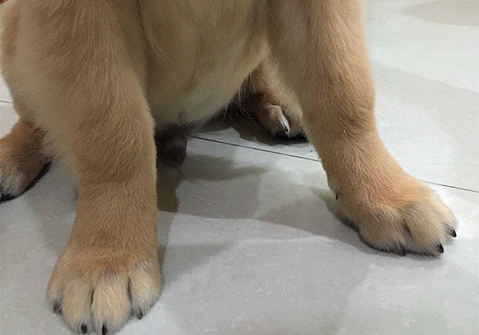 狗狗趾间发炎,狗狗真菌感染皮肤发炎了怎么办