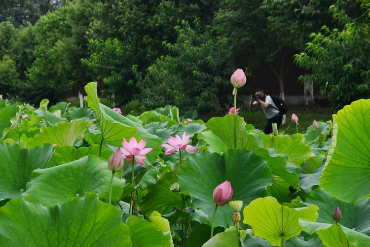 涔愯嚦鑽疯姳鎽勫奖浣滃搧娆ｈ祻,涔愯嚦鍗拌薄鎽勫奖