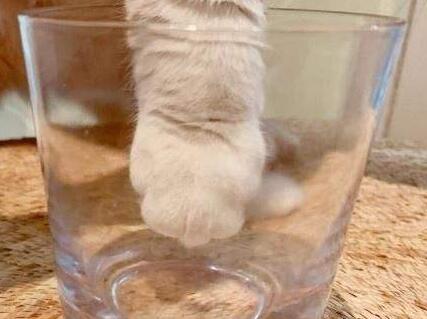 中国玻璃杯之都在哪里,玻璃杯产业链