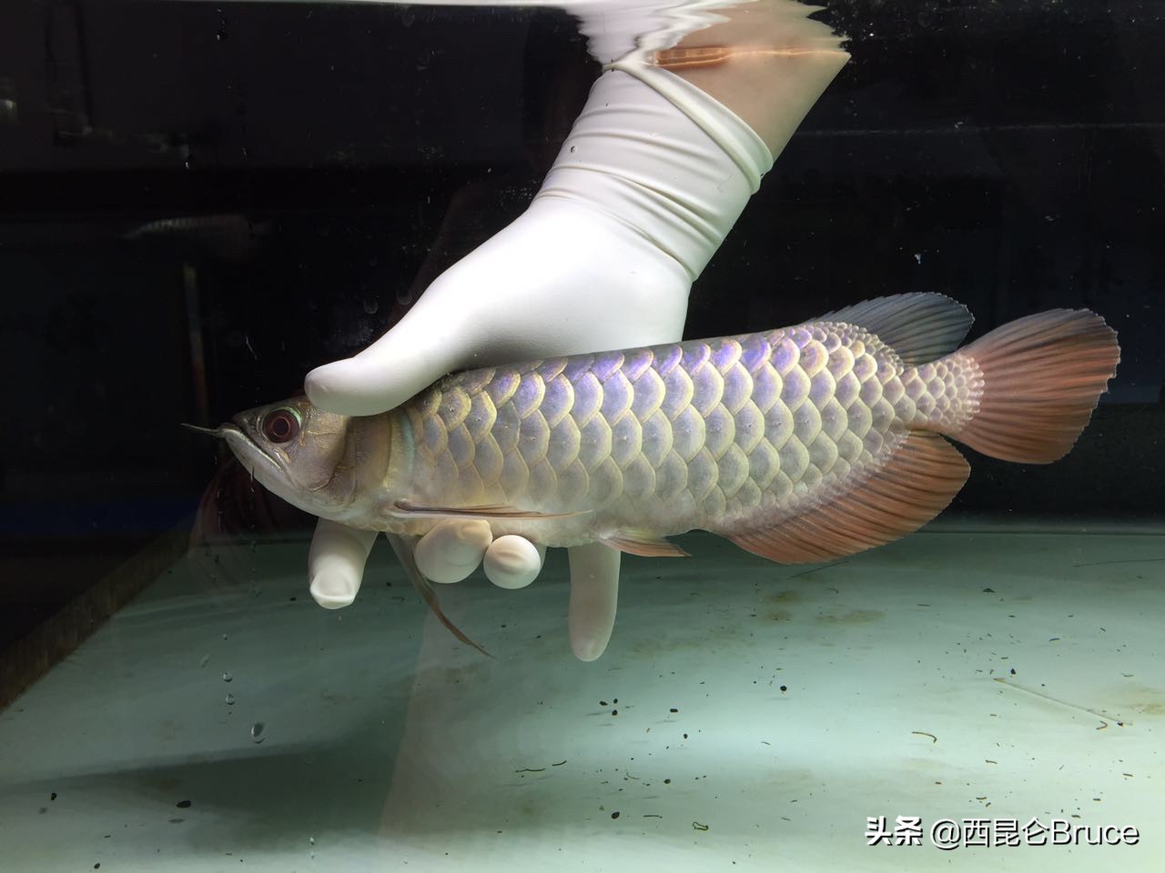 浜旇冻閲戦緳鍔虫柉鑾辨柉,閲戦緳鍔虫柉鑾辨柉