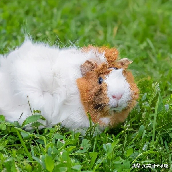 羊驼忧郁症,羊驼抑郁症治疗