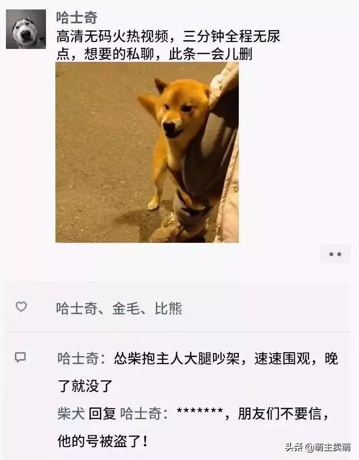 狗狗如何拟人化,狗行为拟人化